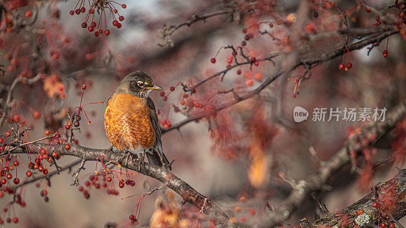 莫尔d夫人érique (Turdus migratorius),美国robin Zorzal美式。